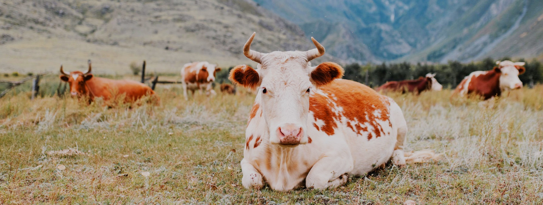 企業(yè)簡(jiǎn)介